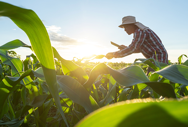 農業をしている男性の画像